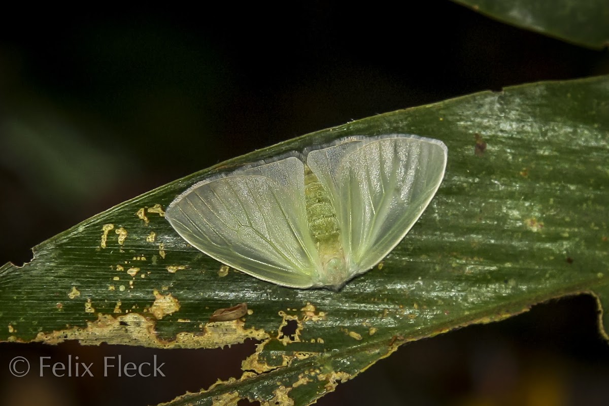 Tussock Moth