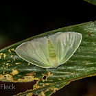 Tussock Moth