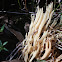 Coral fungus