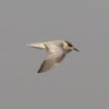 Common Tern