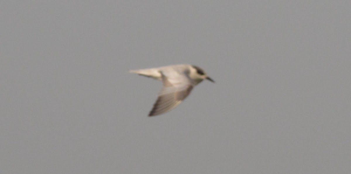 Common Tern