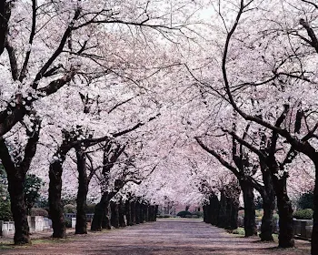 桜並木とあなた