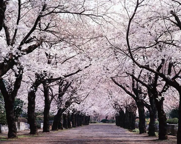 「桜並木とあなた」のメインビジュアル