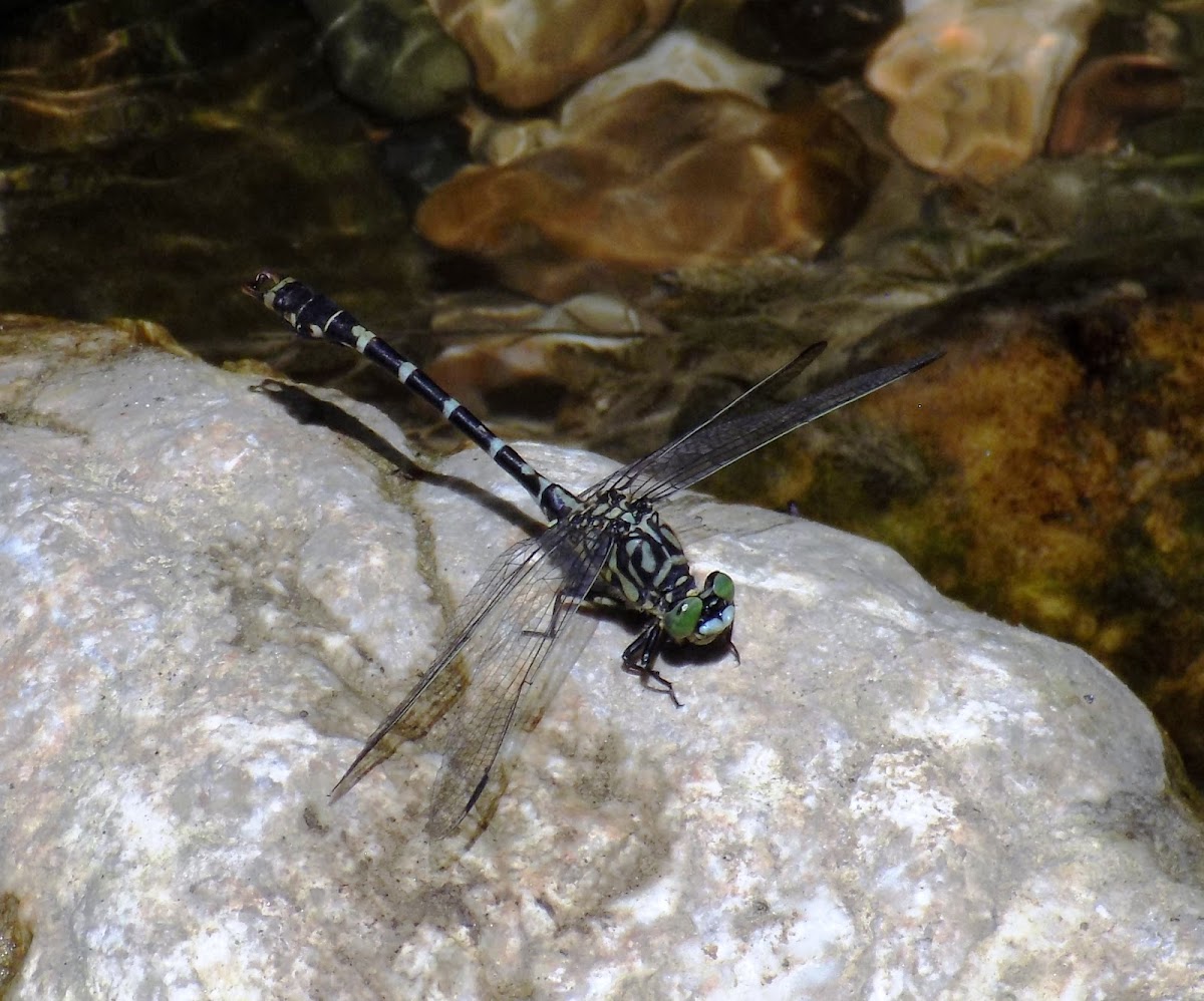 Small pincertail