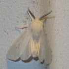 Virginian Tiger Moth