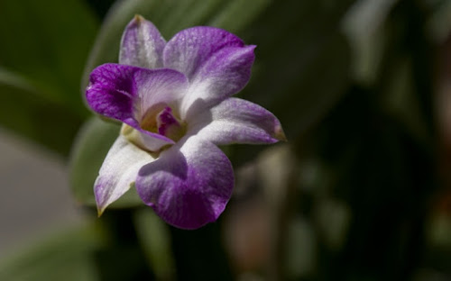 IN PUNTA DI..VIOLA di Tiziana Detoni