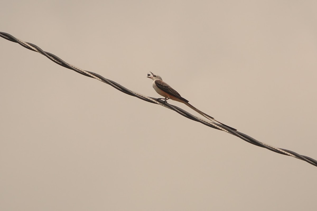 Scissor-tailed Flycatcher