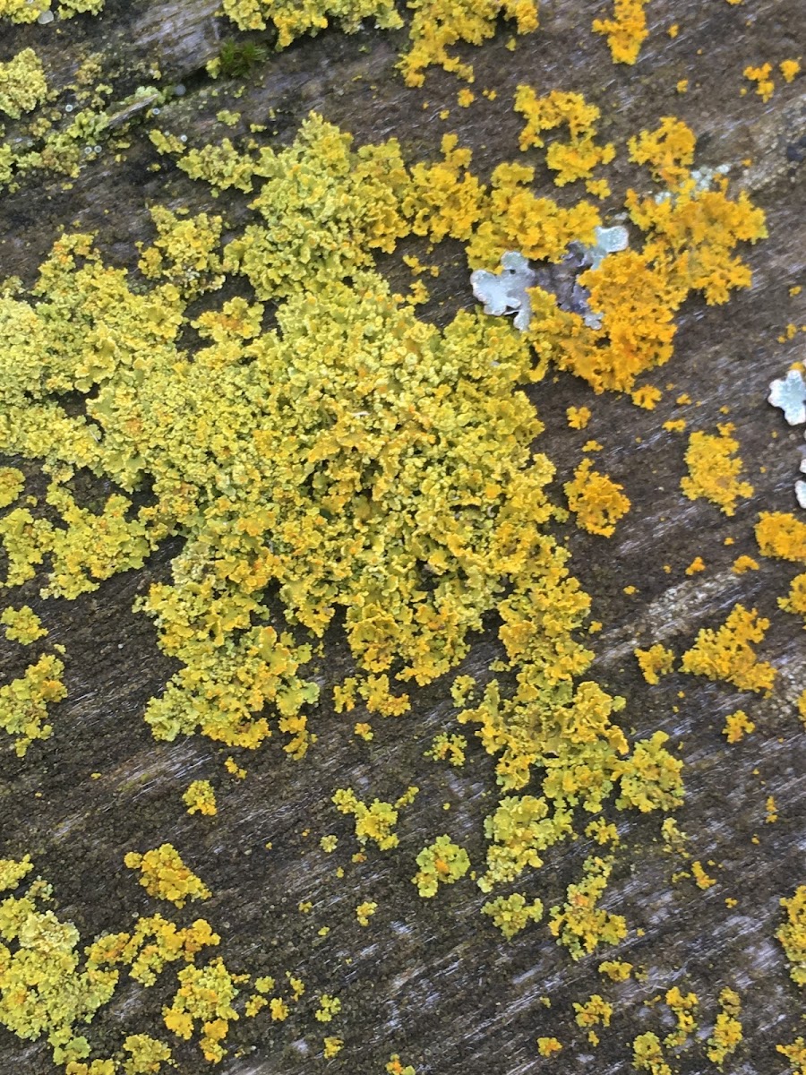 Orange Wall Lichen