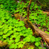 Wood sorrel