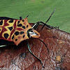 Mallotus Harlequin Bug