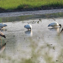 Black-headed ibis