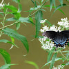 Spicebush Swallowtail