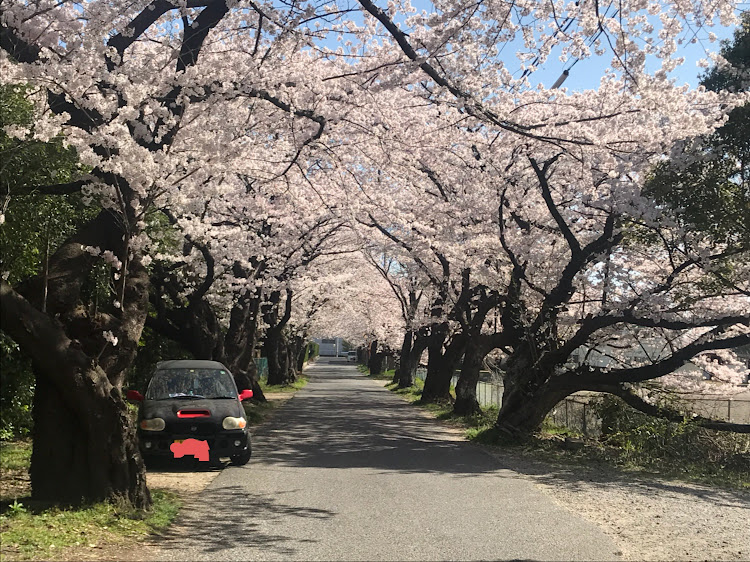 アルトワークスのHA22S・アルトワークス・ドライブ・桜のトンネル・さくら🌸に関するカスタム事例の投稿画像1枚目