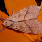 Santa Ana tussock moth