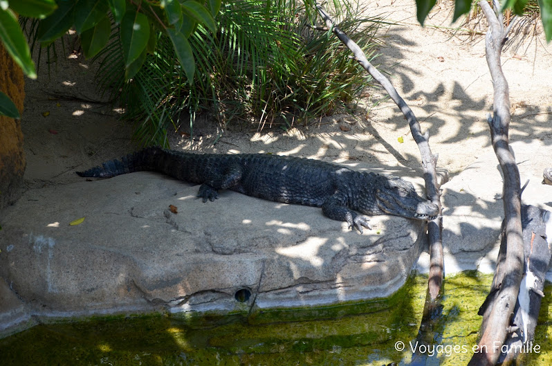San Diego Zoo - Discovery Outpost - croco