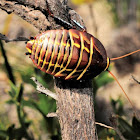 Australian Native cockroach