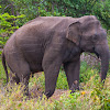 Sri Lankan Elephant (male)