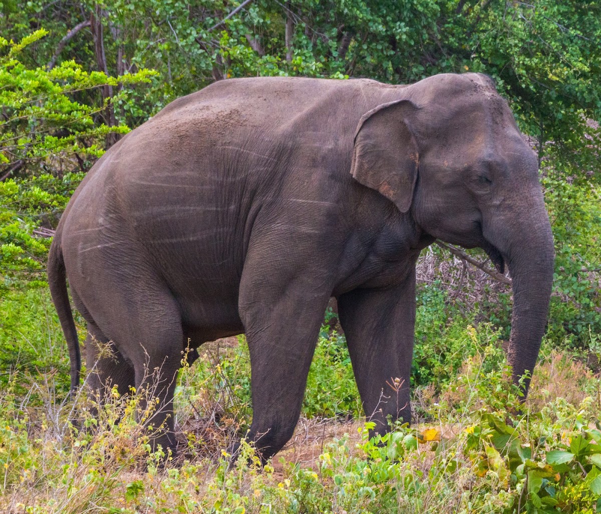 Sri Lankan Elephant (male)