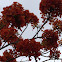 Royal Poinciana, Flamboyant