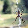 Yellow garden spider