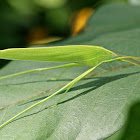 katydid