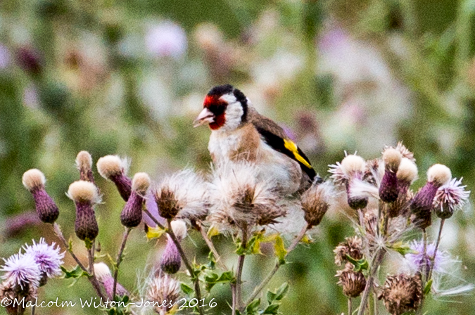 Goldfinch