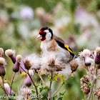 Goldfinch