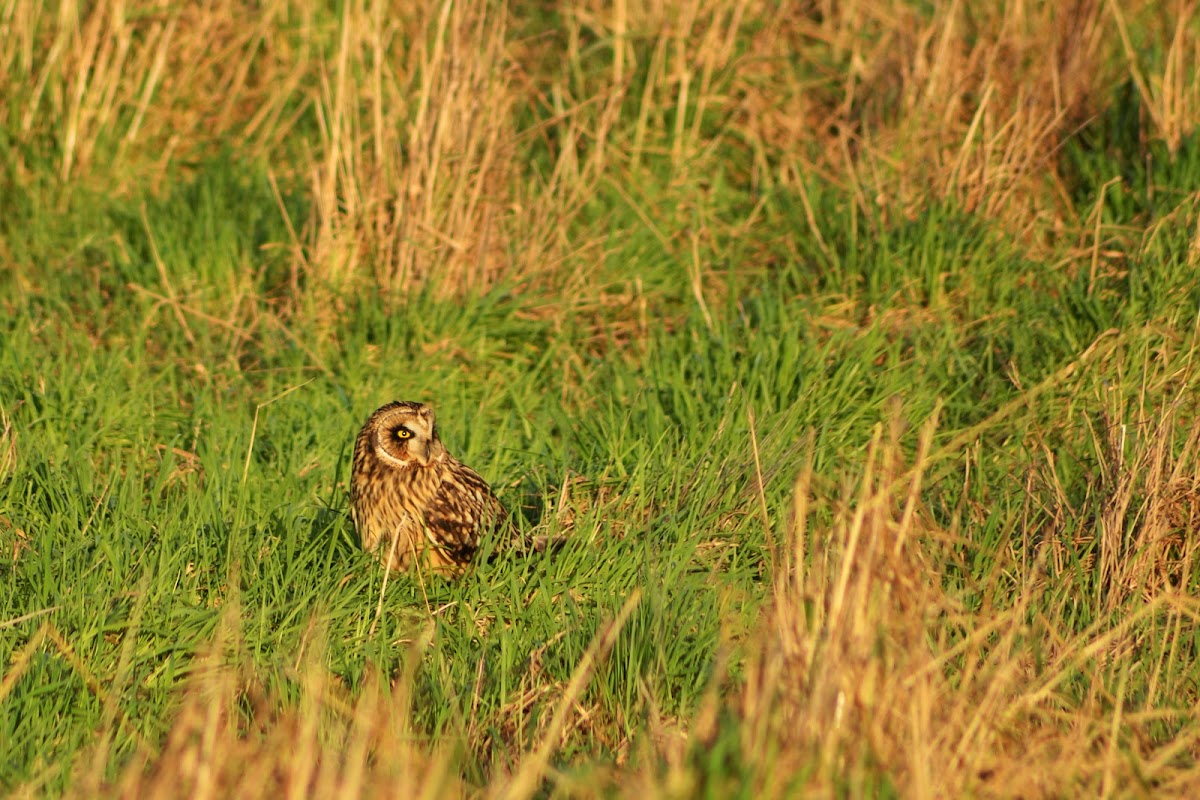 Short Eared Owl