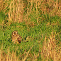 Short Eared Owl