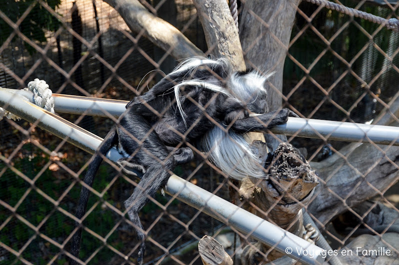 San Diego Zoo - lost forest monkeys