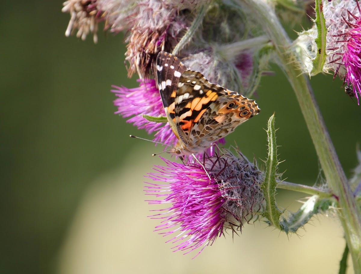 Painted Lady