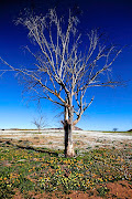 A dead tree at Liefland bears witness to the seven-year drought that was broken this year. 