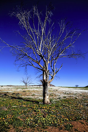 A dead tree at Liefland bears witness to the seven-year drought that was broken this year.