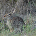 Cottontail rabbit