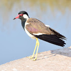 RED-WATTLED LAPWING