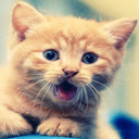 Cute Cat Smiling - Pet Animal Chrome extension download