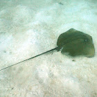 Jenkins' whipray