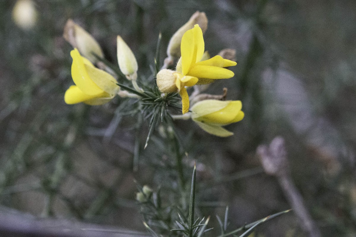 Gorse