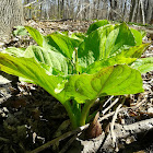 Skunk Cabbage