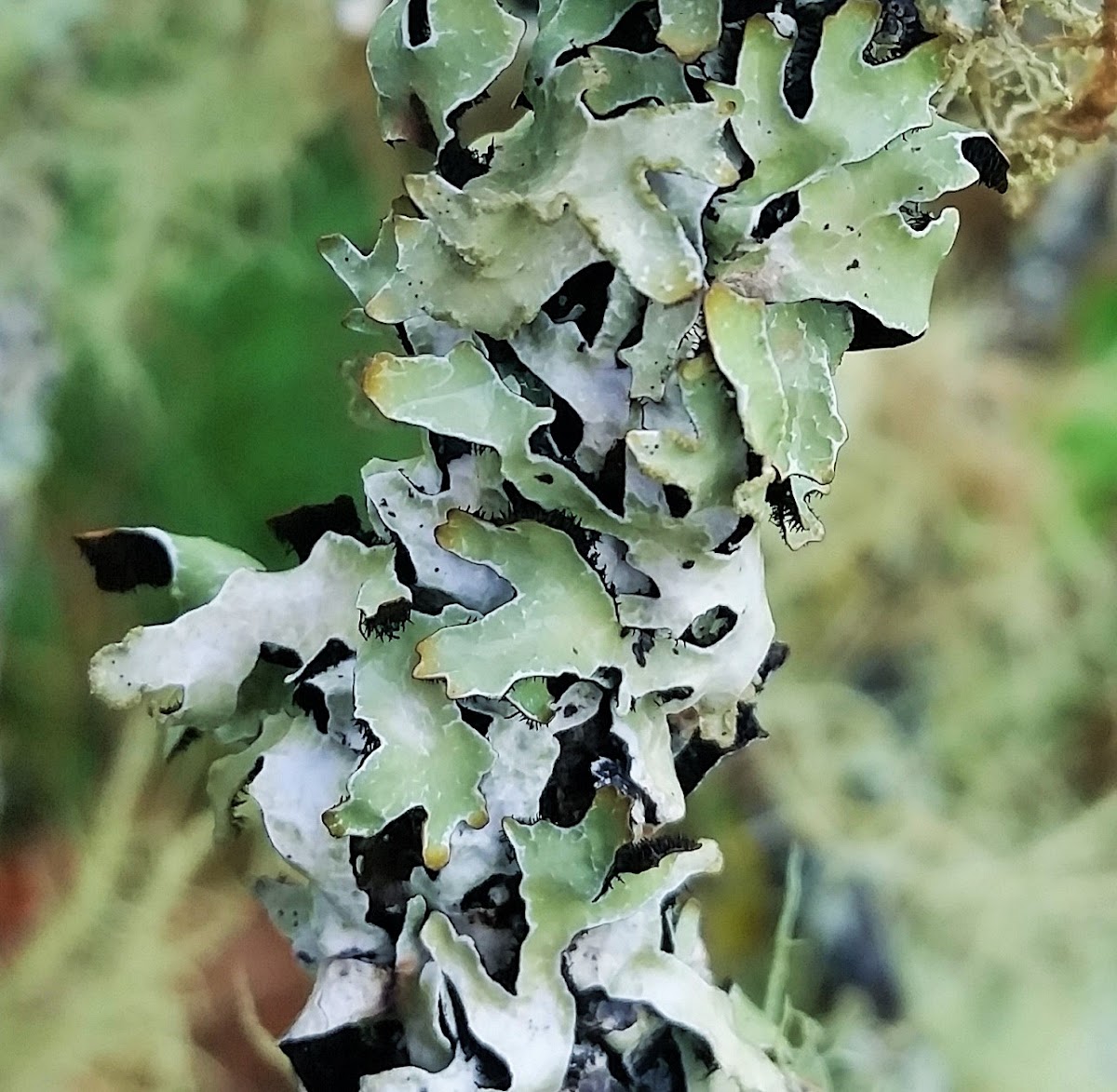 Green Loop Lichen