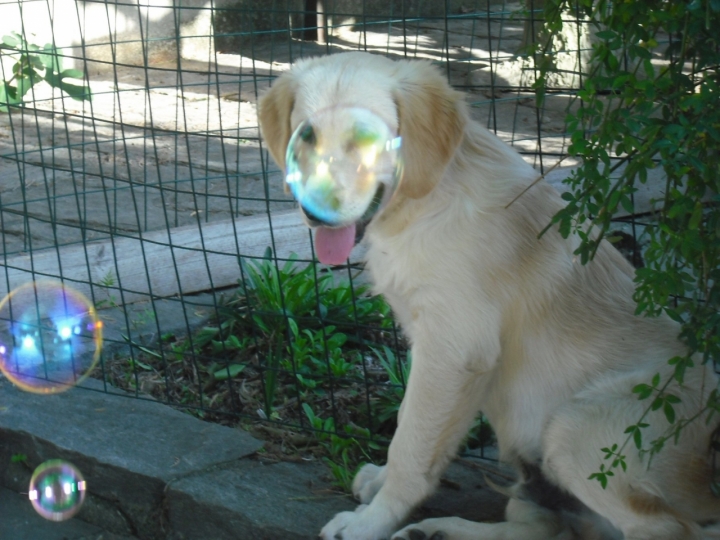 Cucciolo traparente! di briosa