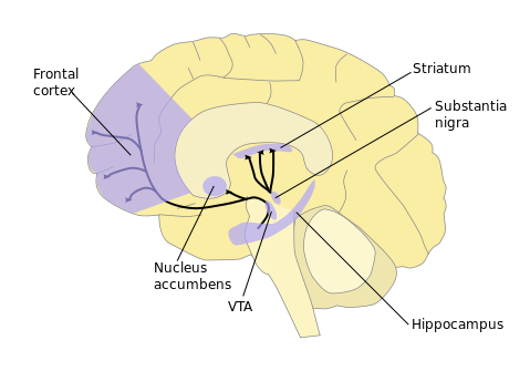 image of brain