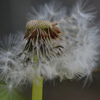 Quel che resta della primavera di 