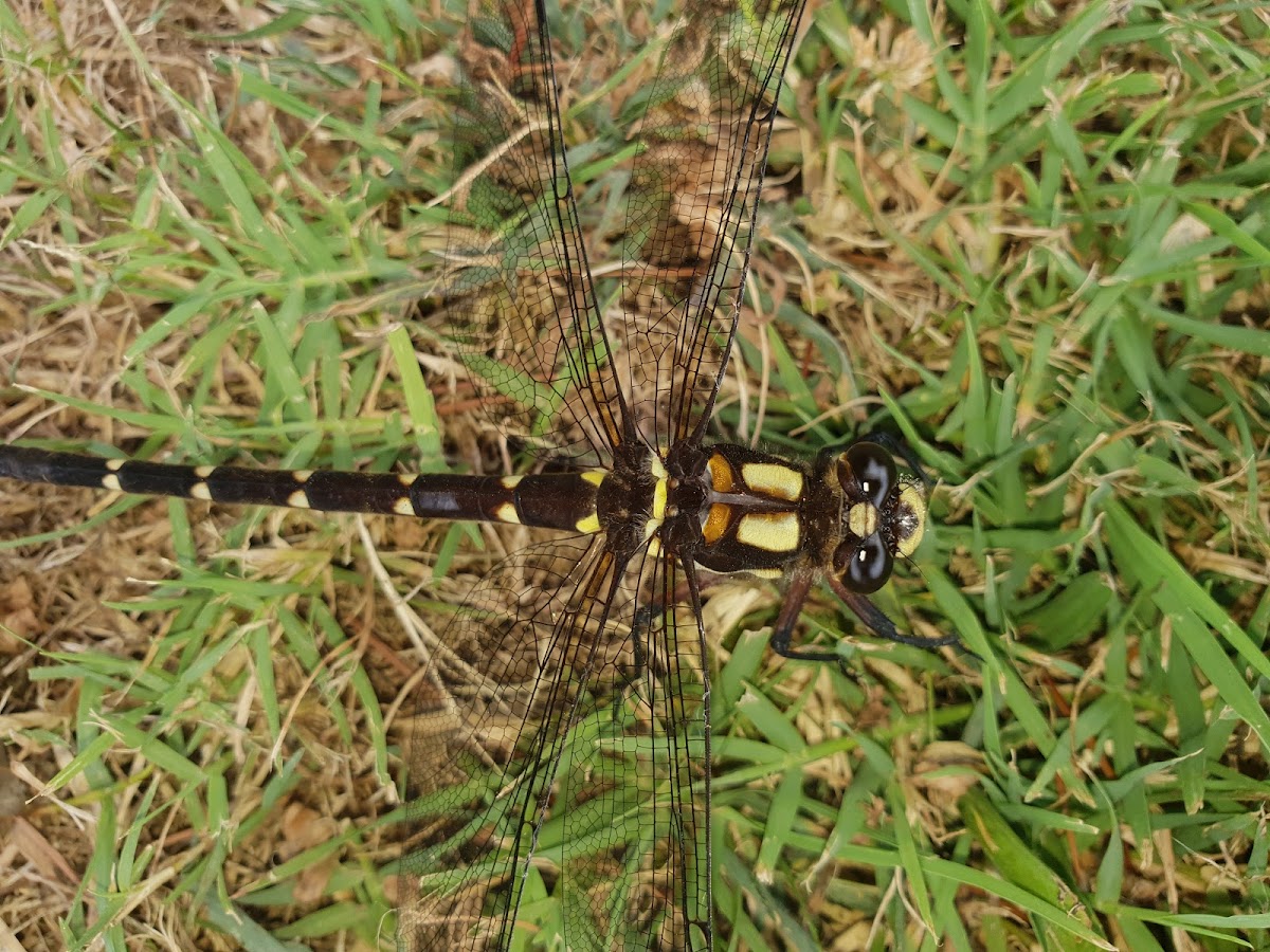 NZ Bush Giant Dragonfly