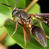 Wasp mimic horse-fly