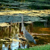 Great Blue Heron