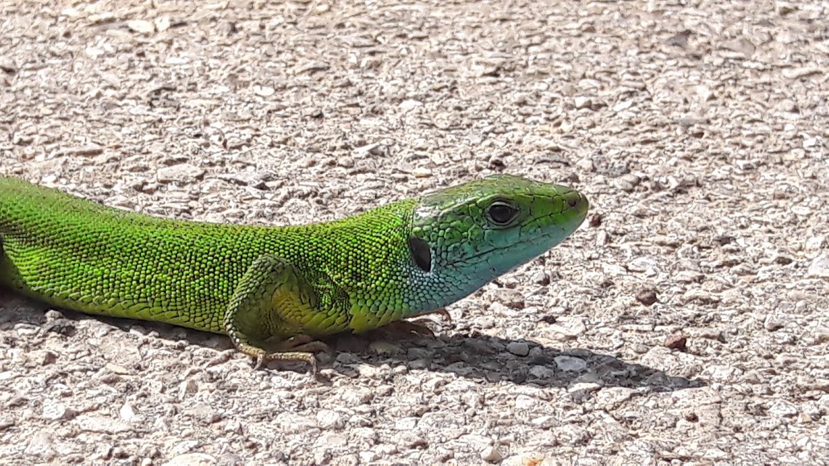 European green lizard