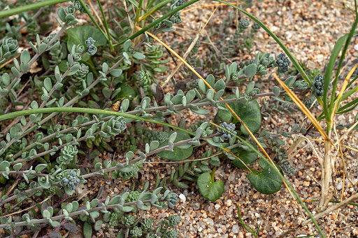 Linaria polygalifolia