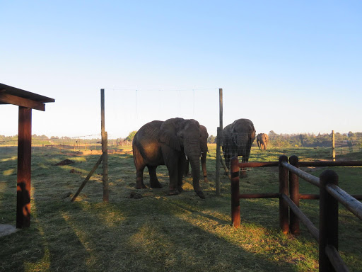 Elephants Rescue & Refuge South Africa 2017