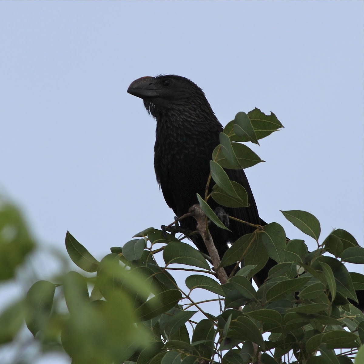 smooth-billed ani